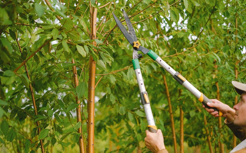 Tree trimming in North Prairie, WI
