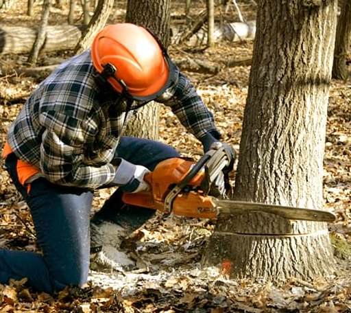 Tree Removal in North Prairie, WI